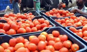 Tomato Price Hike